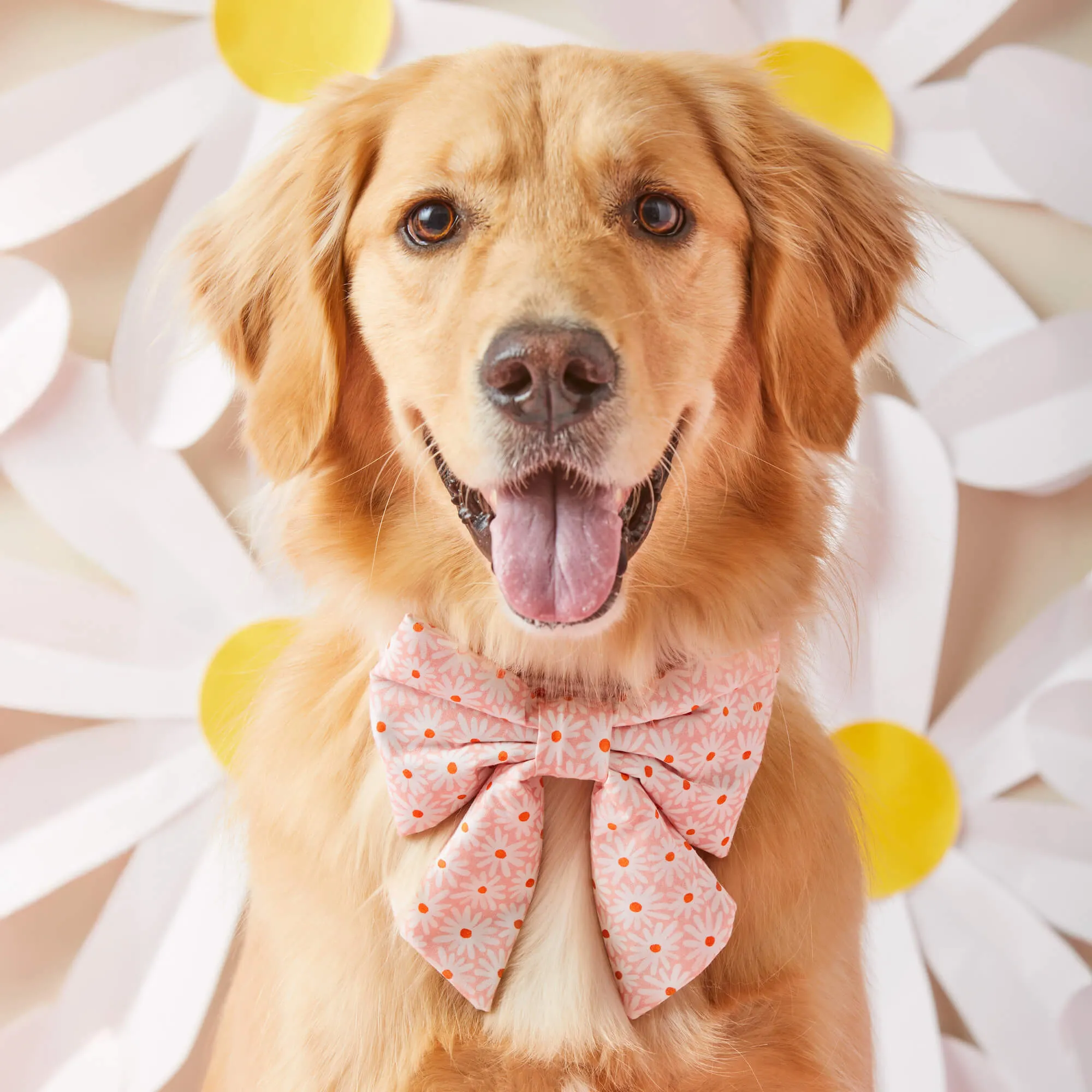 Fresh as a Daisy Lady Dog Bow