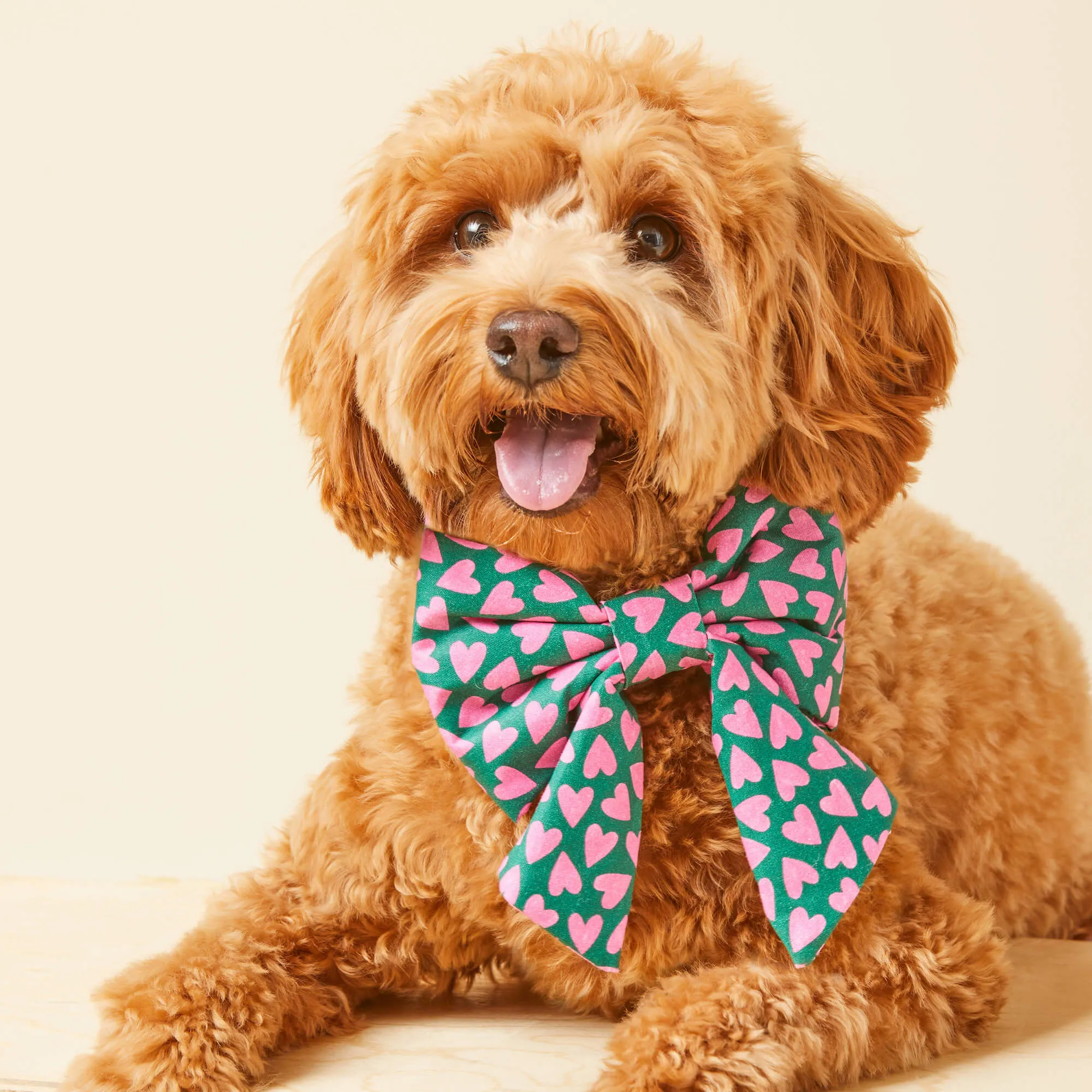 Lovestruck Lady Bow Collar