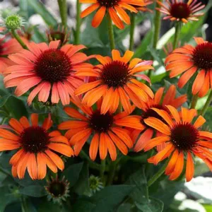 Orange Skipper Coneflower (Echinacea) - 1 Gallon Potted Perennial