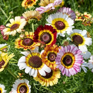 Painted Daisy Chrysanthemum Seeds