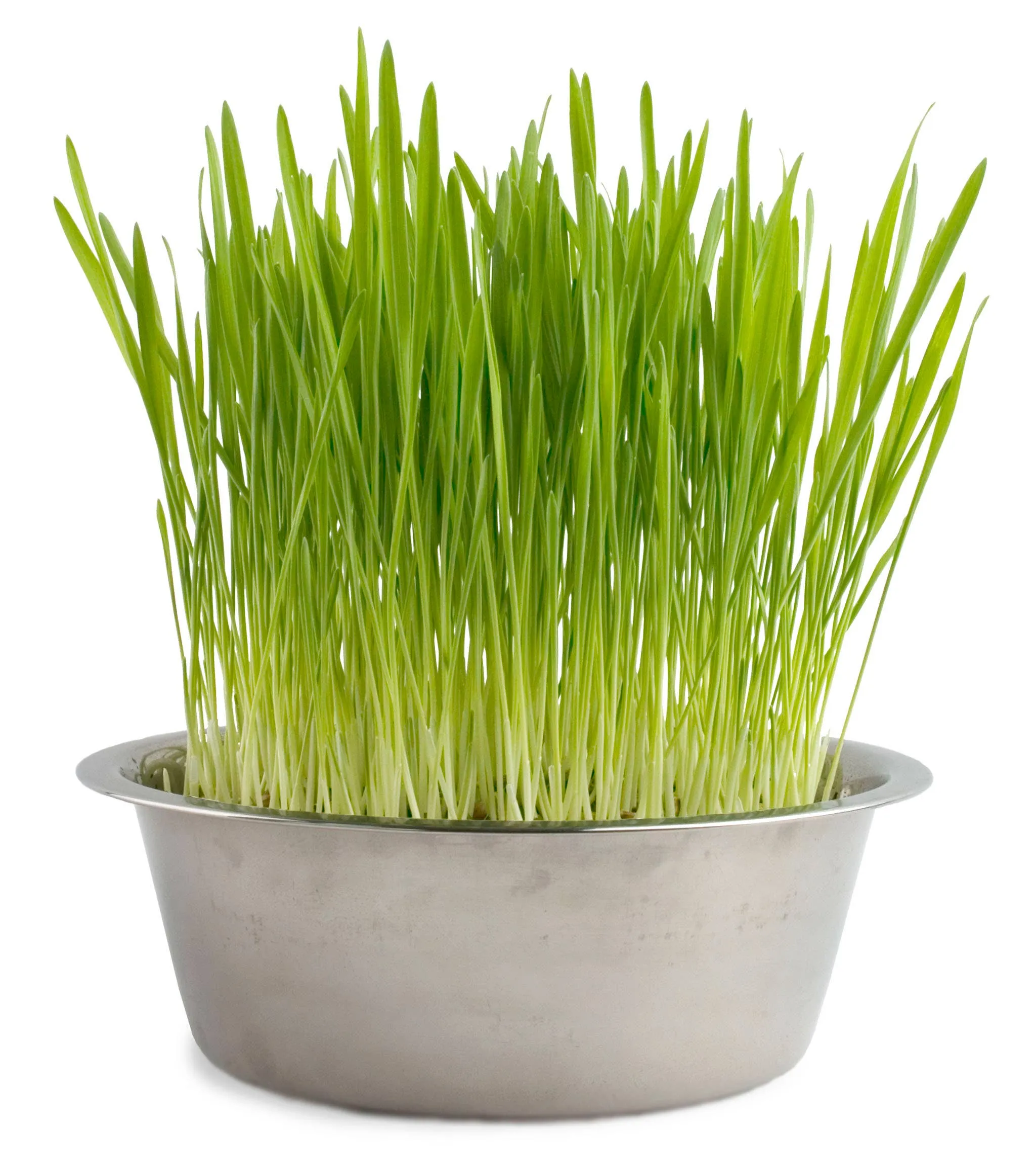 Potting Shed Creations, Ltd. - Pet Bowl | Cat Grass | NEW Christmas Gift idea