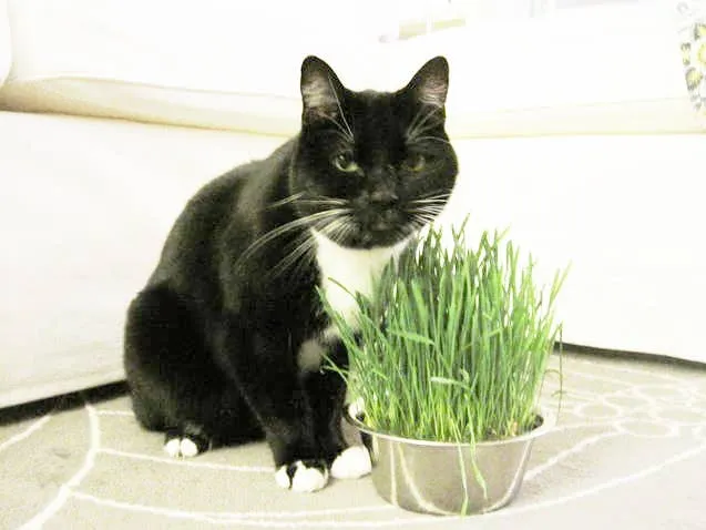 Potting Shed Creations, Ltd. - Pet Bowl | Cat Grass | NEW Christmas Gift idea