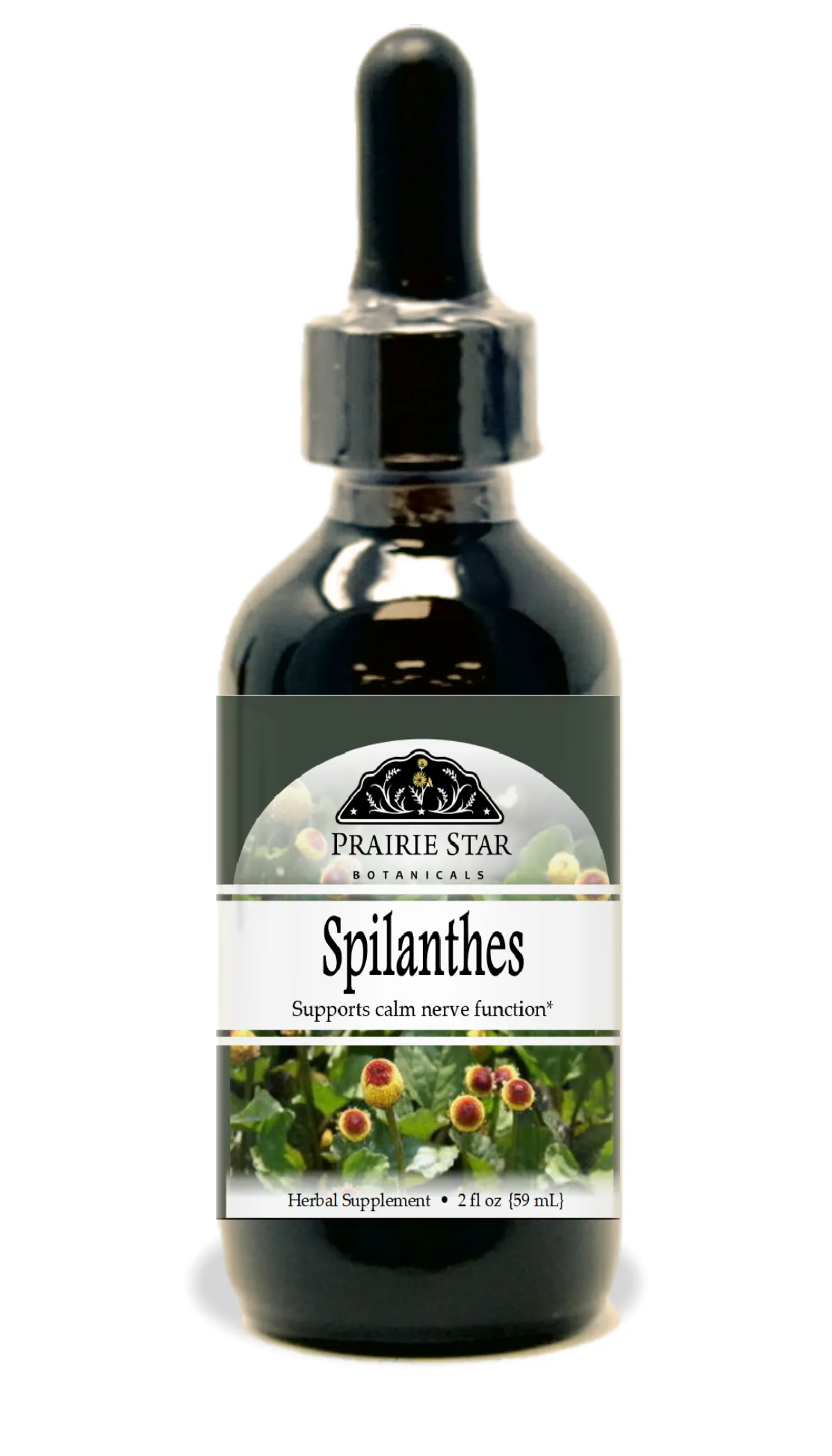 Spilanthes